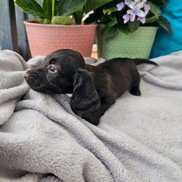 Nelson - Black male Dachshund puppy in Florence, Arizona from Doxie Town Az