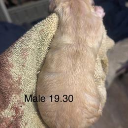 Boy 2 - Yellow male Labrador Retriever puppy in Cullman, Alabama from Chara’ Labradors