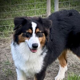 Peaches - Australian Shepherd