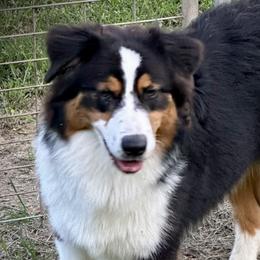 Peaches - Australian Shepherd