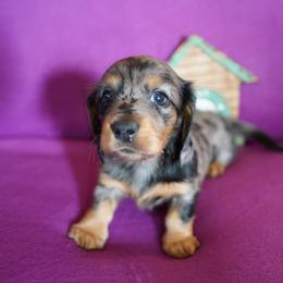 Clara Allen - Dapple female Dachshund puppy in Quemado, New Mexico from TNT Dachshunds