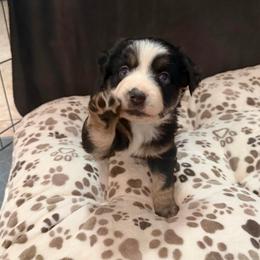Ember - Black tri female Miniature Australian Shepherd puppy in Apache Junction, Arizona from Circle T Mini Aussies