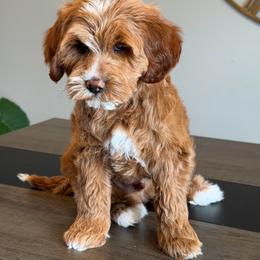 Charlie - Red  male Goldendoodle puppy in South Jordan, Utah from Wasatch Pup