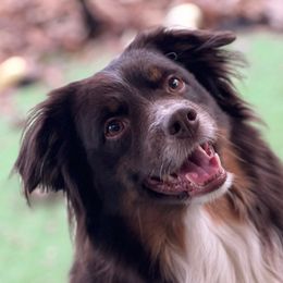 Oliver - Miniature Australian Shepherd