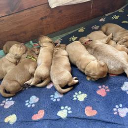 Boy 6 - male Golden Retriever puppy in Yelm, Washington from Bit O'Heaven Farm