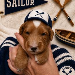 Boy 2 - Red  male Goldendoodle puppy in Placerville, California from New Dawn Poodles and Doodles