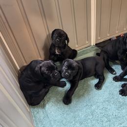 Cane Corso Puppies from Arcana Cane Corso