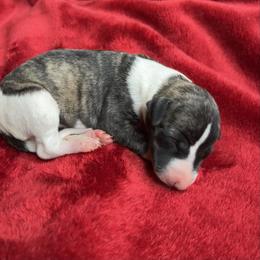 Flower - Fawn brindle female Whippet puppy in Clinton, Tennessee from Ivanhoe Borzoi