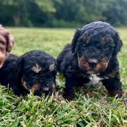 Blake - Phantom male Bernedoodle puppy in Warrensburg, Missouri from Dreamer Ridge Puppies