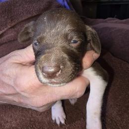 Gray Boy 5 - White and liver male German Shorthaired Pointer puppy in Lindsay, California from Dori's Danes