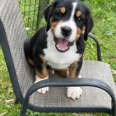 A.P - Orange - Black, white and red male Greater Swiss Mountain Dog puppy in Honey Brook, Pennsylvania from Sweet Stream Swissies