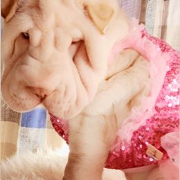 Chinese Shar-Pei Puppies from Sharpei