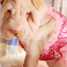 Chinese Shar-Pei Puppies from Sharpei