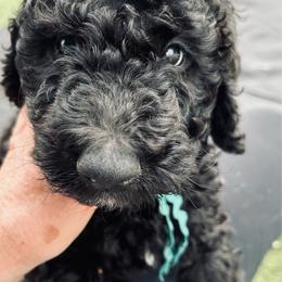 Blue boy, Cody - Black male Poodle puppy in Gainesville, Georgia from Rose’s Goldendoodles & Standard Poodles