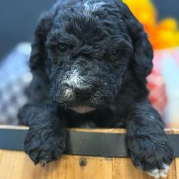 Jasmine - Black female Goldendoodle puppy in Hayden, Alabama from Agape Southern Farms