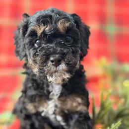 Cockapoo and Goldendoodle Puppies from Jax Doodles