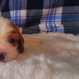 Boy 2 - Blenheim male Cavalier King Charles Spaniel puppy in Castorland, New York from Faithful Friends Cavaliers
