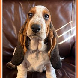 Orange - Black white and brown male Basset Hound puppy in Columbia, South Carolina from Pawmetto Hounds