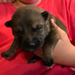 Male 7 - Sable male German Shepherd puppy in Effingham County, Illinois from Delaney Working Dogs