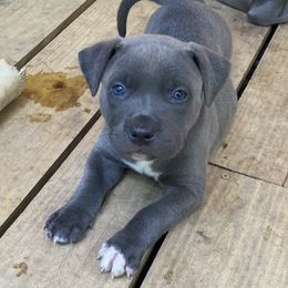 American Bully Puppies from South Georgia Pitbull & Bully Kennel