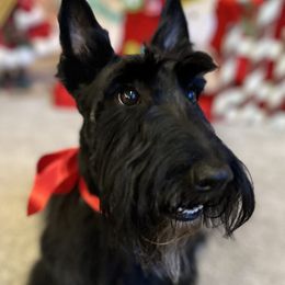 Lottie - Scottish Terrier