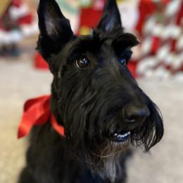 Lottie - Scottish Terrier