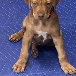 Red Boy - Wheaten brn nose male Rhodesian Ridgeback puppy in Colome, South Dakota from KB Ridgebacks and Dals, LLC