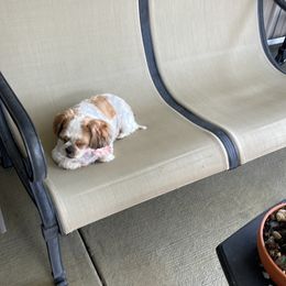 Estrella - Shih Tzu