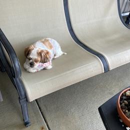 Estrella - Shih Tzu
