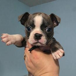 Puddin (Nougat) - Blue female Boston Terrier puppy in Columbus, Ohio from Bryn's AKC Bostons