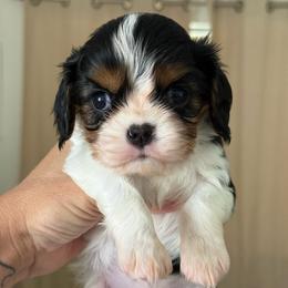 Girl 1 - Tri-color female Cavalier King Charles Spaniel puppy in Spring Hill, Florida from Stardom Chihuahuas & CKCS
