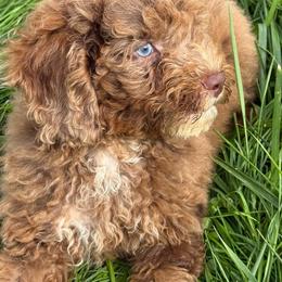 Freya - Merle female Cockapoo puppy in Moulton, Iowa from Shondel Puppy Paws