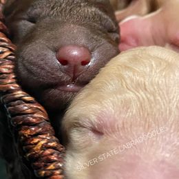 Labradoodle Puppies from Silver State Labradoodles