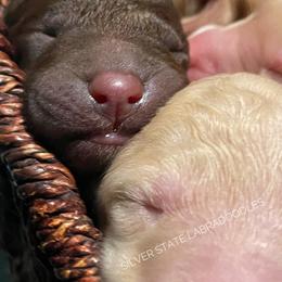 Labradoodle Puppies from Silver State Labradoodles