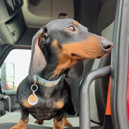 Snickers - Dachshund