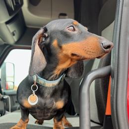 Snickers - Dachshund