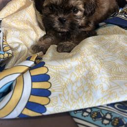 Graham - Brown male Shihpoo puppy in Brevard County, Florida from Enchanting Puppies