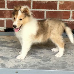 Collie Puppies from Goodwin Collies