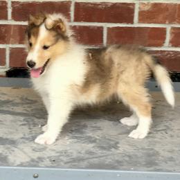 Collie Puppies from Goodwin Collies