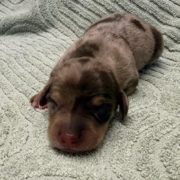Male - Chocolate and cream male Dachshund puppy in El Campo, Texas from Creamer Creek Kennel