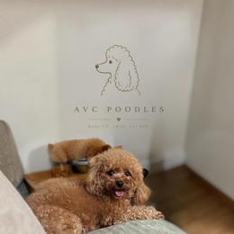 Romi - Poodle