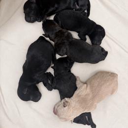Black Male 3 - Black male Scottish Terrier puppy in Scurry, Texas from Starlight Scotties of Texas