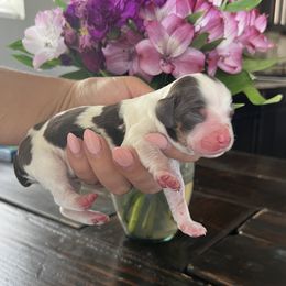 Girl 4 - female English Springer Spaniel puppy in Vacaville, California from Goldridge Springers