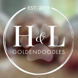 Goldendoodle puppies from H&L GoldenDoodles