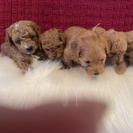 Maltipoo Puppies from Ollie-Pop Paws Breeding