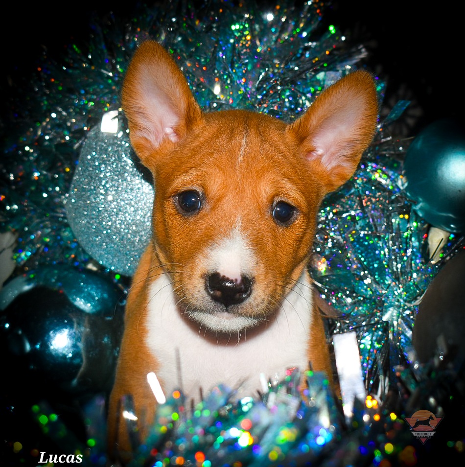 Lucas - Red and white male Basenji puppy in San Diego, California from Triforce Basenjis