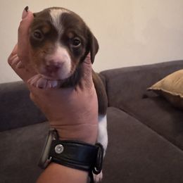 Everest - Piebald female Dachshund puppy in Corbin, Kentucky from Doxie Dapples