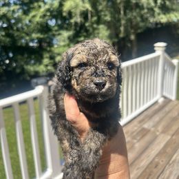 Creek - Black male Poodle puppy in Titus, Alabama from Paws & Kisses