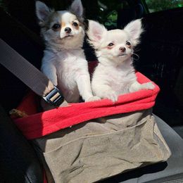 Chihuahua Puppies from Pretty Little Chis