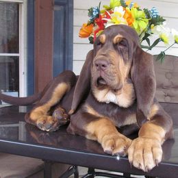 Bloodhound and Mastiff Puppies from Teoc Bloodhounds and Mastiffs
